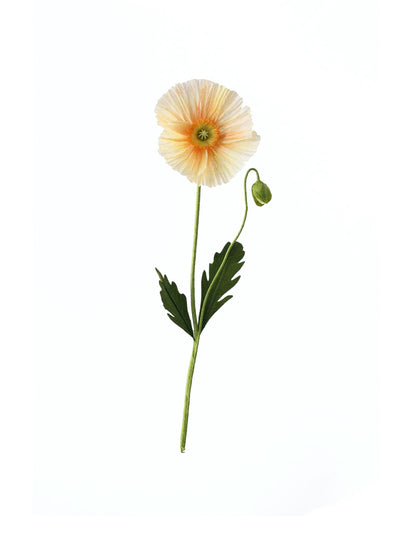 A Petal Unfolds Paper icelandic poppy flower at Collagerie