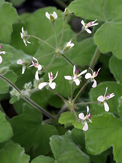 Fibrex Nurseries Tomentosum at Collagerie