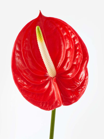 Flowerbx Red stiletto anthurium at Collagerie