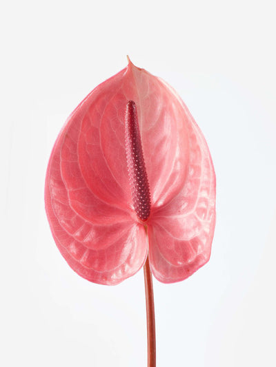 Flowerbx Daybreak Anthurium (10 stems) at Collagerie