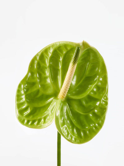 Flowerbx Lily green anthurium at Collagerie