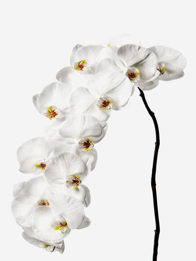 Flowerbx Snow white phalaenopsis cut orchid flower at Collagerie