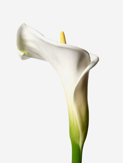 Flowerbx White dove arum lily at Collagerie