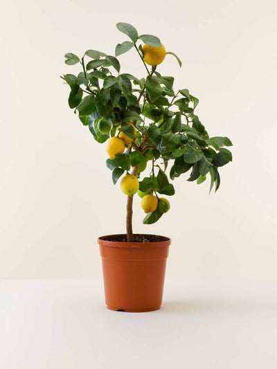 Flowy Lemon tree in pot at Collagerie