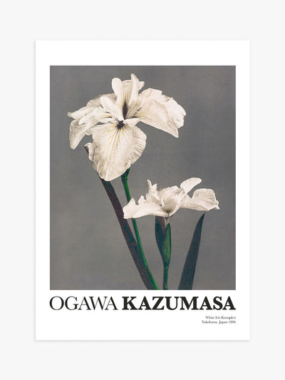 H&M Home X Postery White Iris by Kazumasa poster at Collagerie
