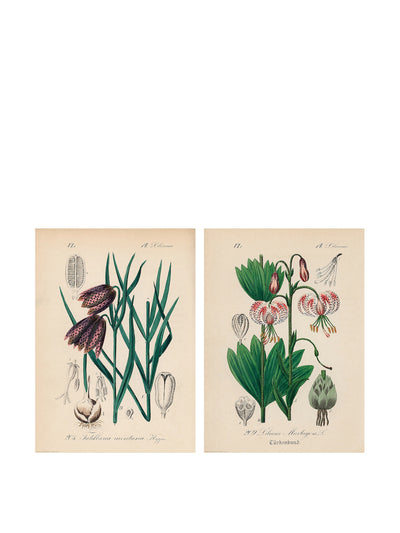 Ikea Martagon Lily posters (set of 2) at Collagerie