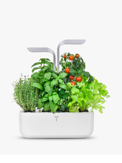 Veritable Herb & plant holder at Collagerie