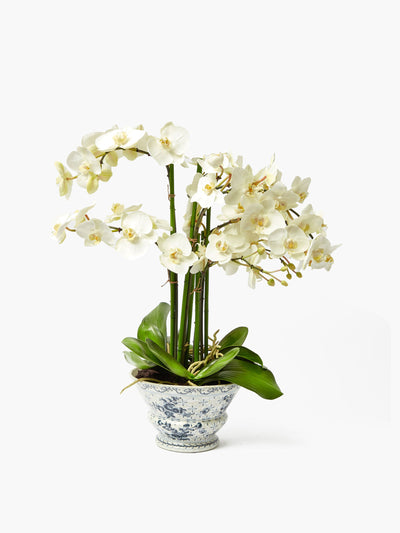Mrs. Alice Faux orchid in Chinoiserie planter at Collagerie