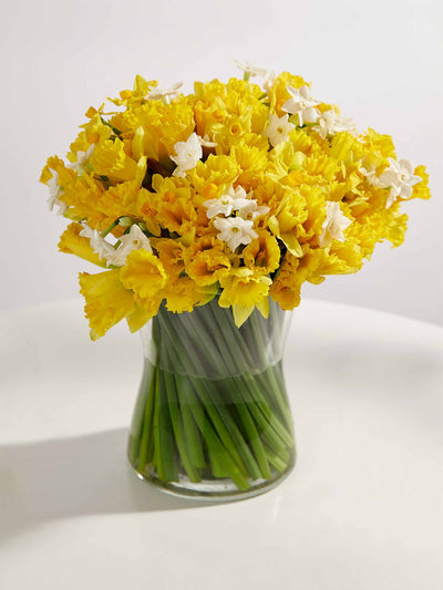 Marks & Spencer 100 British Daffodils & Narcissus bouquet at Collagerie