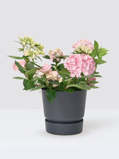 Patch Plants Hydrangea Macrophylla at Collagerie