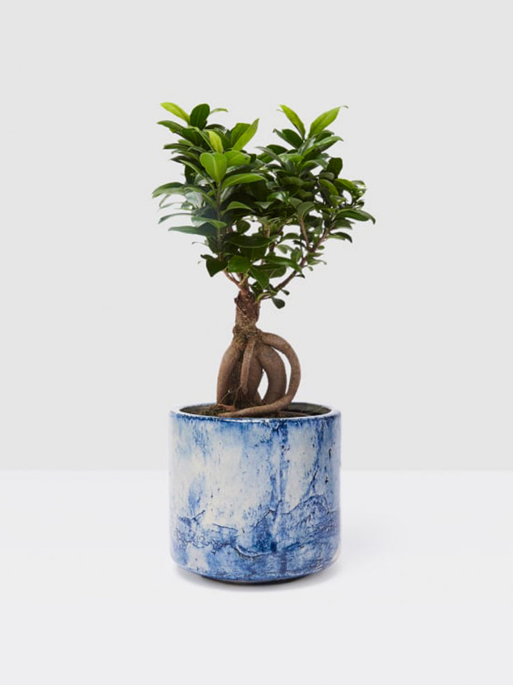 Ficus Ginseng Interiors Patch Plants    - Collagerie