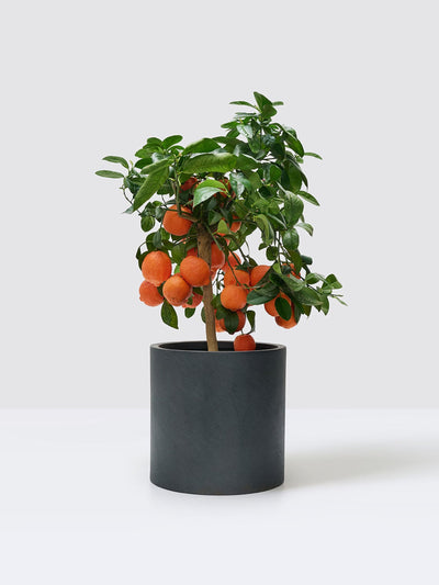Patch Plants Red Lemon Tree at Collagerie