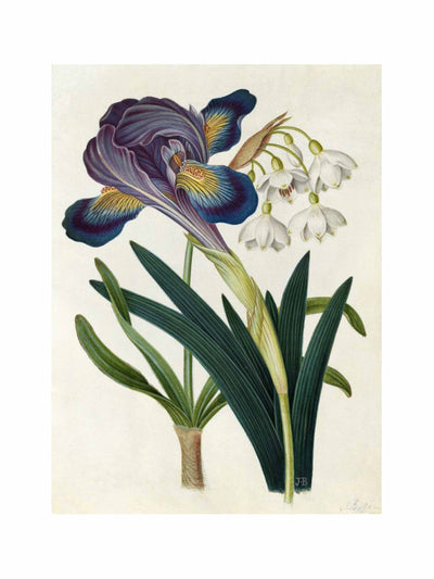 James Bolton Painted iris and summer snowdrop print at Collagerie