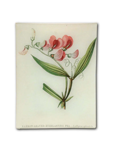 John Derian Everlasting Pea Rectangular Tray print at Collagerie