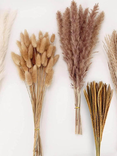 Temu Natural dried pampas grass decor at Collagerie