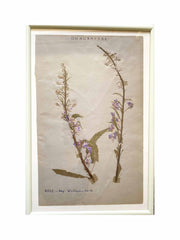 Set of six pressed flowers, 1920