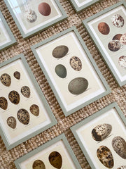 Set of eight 18th century egg prints