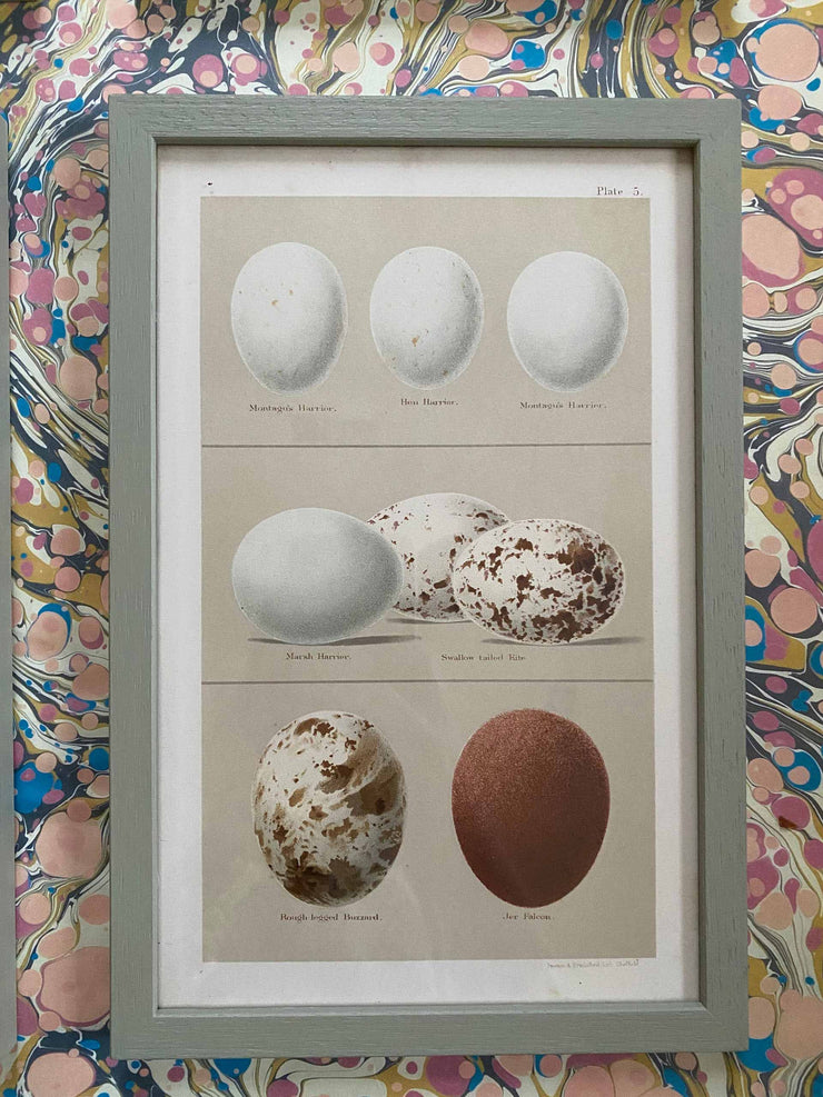 Set of eight 18th century egg prints