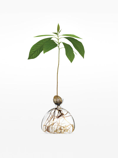 Ilex Studio Vase for growing avocado at Collagerie