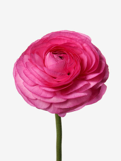 Flowerbx Schiaparelli pink Italian Ranuculus at Collagerie